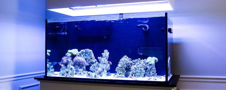 Custom Aquariums Glass Fish Tanks Diy Aquariums Saltwater