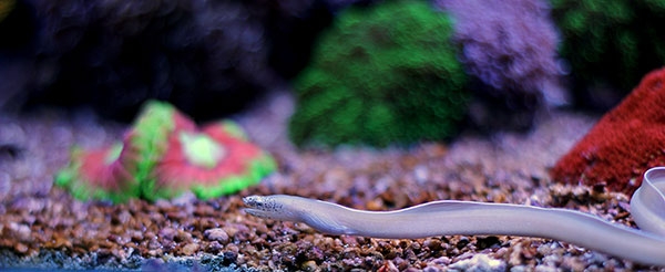 eels for tropical fish tanks