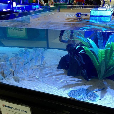 Freshwater Aquariums, Freshwater Fish Tanks - Custom Aquariums